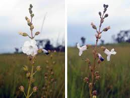 Image result for Micrargeriella aphylla