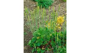 Image result for Heuchera cylindrica Greenfinch