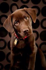 Pin By Evrim Arcan On Just Because Cute Animals Chocolate Lab Puppies Puppies