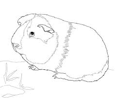 Dieser glatthaar bub aus der. Malvorlage Hamster Malvorlagen