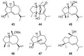 Image result for Artabotrys likimensis