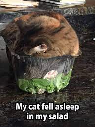 My Cat Fell Asleep In My Salad Funny Animal Pictures Cats Crazy Cats