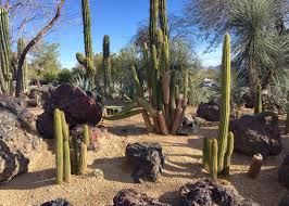 The cactus garden is extra magical during christmas and for the two weeks before. Red House Garden The Ethel M Chocolate Factory S Botanical Cactus Garden