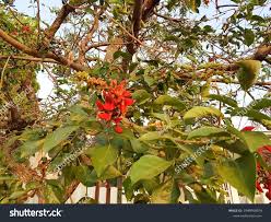 Image result for Erythrina fusca