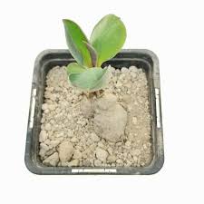 Image result for Monadenium pedunculatum