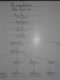 Apologia Zoology 3 I Added Some Much Needed Organization