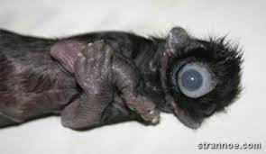 Résultat de recherche d'images pour "мутанты"