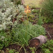 Image result for Aloe cooperi