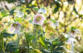 Nicht jede sorte ist robust und winterhart. Winterharte Stauden Fur Einen Robusten Und Bluhenden Garten Gartencenter Streb