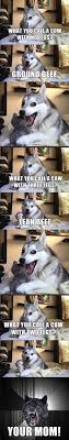 Cow Jokes Dog Puns Funny Puns Dog Jokes