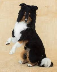 made to order needle felted dog custom needle felted animal sculpture felt dogs felt animals needle felted dog