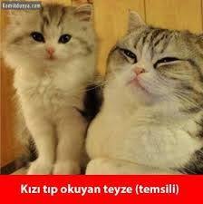 Hayvan Capsleri Ile Ilgili Gorsel Sonucu Komik Hayvan Fotograflari Komik Hayvanlar En Komik Alintilar