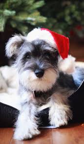 My Three Month Old Mini Schnauzer Wearing Santa Hat Minischnauzer Schnauzerlovers Schnauzer Schnauzer Puppy Miniature Schnauzer Puppies Puppies And Kitties
