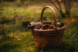 498,145 likes · 7,562 talking about this. Cueillette Des Champignons Quelles Sont Les Regles A Respecter Actualite