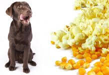My Dog Won T Eat What To Do When Your Dog Is Off His Food