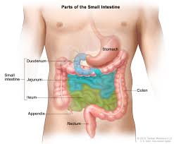 Anatomy of human stomach 10 photos of the anatomy of human stomach anatomy human colon, anatomy human digestive system, anatomy human heart, anatomy human kidney, anatomy human liver, anatomy human pancreas, anatomy human spleen, human body stomach, stomach, anatomy human colon, anatomy human digestive system, anatomy. Is It Possible Side Stitches Are Just Caused By Gas Running