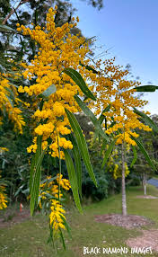 Image result for Acacia montigena