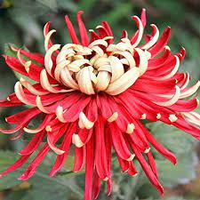Solution Seeds Farm Rare Bicolor Red Yellow Chrysanthemum Seeds Chrysanthemum Morifolium Seeds Chrysanthemum Seeds Chrysanthemum Morifolium Flowers Perennials