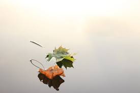 Image result for autumn leaves images