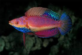 Cirrhilabrus Cyanogularis Is The Official Name For A New Species Of Fairy Wrasse That S Actually Been Enjoy Wrasse Saltwater Aquarium Fish Aquarium Fish Tank