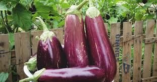Prepare enough for one blanching at a time and work quickly, because eggplant. Growing Eggplants A Complete Guide On How To Plant Grow Harvest Eggplants
