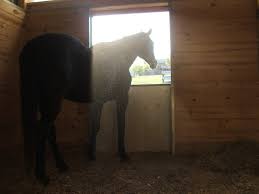 Creating An Equine Airway Friendly Environment The Horse
