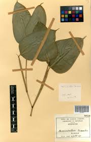 Image result for Marantochloa leucantha