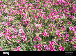Image result for Dianthus chimanimaniensis