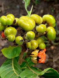 Image result for Combretum goetzei
