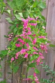 Garden Notes Coral Vine Climbing Flowers Flowering Vines Garden Vines