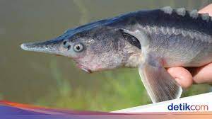 Ikan palmas yang satu ini punya ciri khas sebagai palmas dengan corak seperti batik. Ilmuwan Tak Sengaja Ciptakan Ikan Tongkol Bertampang Aneh