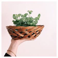 I Love The Wicker Accent With This Bell Shaped Terrarium Nerve Plants Are My 1 Needy Plants And As A Underwaterer It S Nic Plants Succulents Diy Nerve Plant