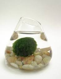 Marimo Ball Marimo Marimo Moss Ball Marimo Moss Ball Terrarium