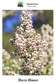 Erica Arborea Tree Heath Heather Or Heather White Is A Species Of Shrub Or Small Tree Of The Genus Erica Erica Seeds Nee Seeds White Gardens Cottage Garden