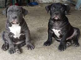 8 Essential Nutrients American Bully Puppies Need To Grow Strong