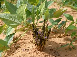 Image result for Striga chrysantha