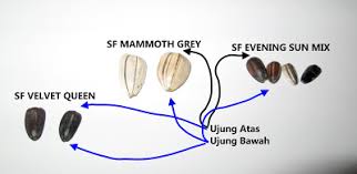 Jenis bunga matahari utama untuk taman anda; Ternyata Begini Cara Menanam Bunga Matahari Bibit Online