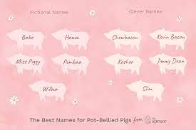 Pigs definitely have personality, so choosing a name inspired by their unique personality is certainly befitting. 46 Names For Pet Pot Bellied Pigs