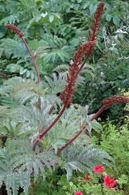 Image result for Melianthus major