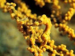 pin auf inspiration aus der natur