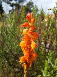 Image result for Satyrium confusum