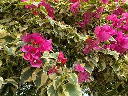 White and orange bougainvilleas aren't as hardy, but will be happy in a conservatory or heated greenhouse. Variegated Bougainvillea In A Conservatory Variegatedplants