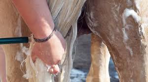 Durchfall Beim Pferd Tiergesund De