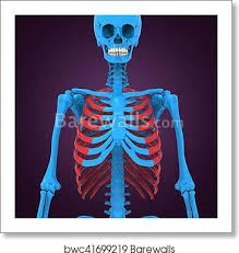 Rib cage, lateral bone, human anatomy point of disease. 3d Illustration Of Human Body Ribs Cage Anatomy Art Print Barewalls Posters Prints Bwc41699219