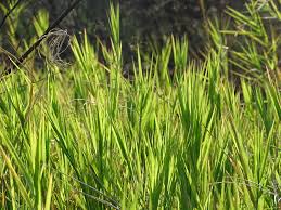 Image result for Cynodon nlemfuensis