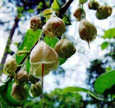 Image result for Mohria vestita