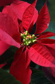Euporbia Pulcherrima Capri Christmas Flowers Christmas Poinsettia Beautiful Flowers