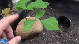 It's the root of a plant that produces beans similar to lima beans. Growing Jicama Pachyrhizus Erosus Growing Store Brought Jicama Part 1 Youtube