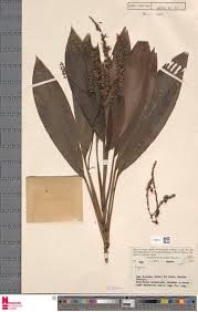 Image result for Scleria poiformis