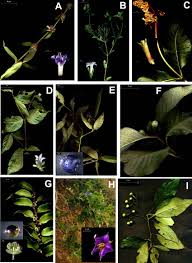 Image result for Rubiaceae